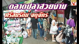 ตลาดปลาสวยงาม ศรีสมรัตน์ จตุจักร  (พฤศจิกายน 2563)