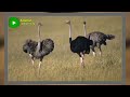 all about ostrich