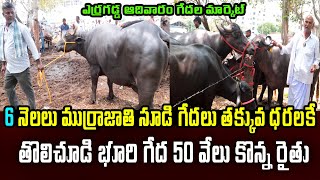 ఎర్రగడ్డ ఆదివారం గేదల మార్కెట్ | Erragadda Buffalo Market | Kiran TV Rythu