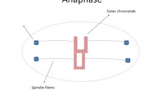 Anaphase Animation