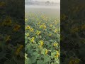 ☀ sunflower a beauty full moment