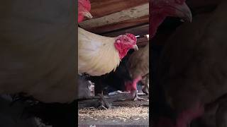 Rooster Wheat Grain #shorts #youtubeshorts #rooster