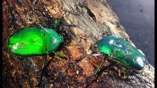 Dicronorrhina micans - A pair ready for the egg laying box