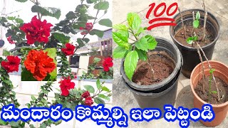 How to grow Hybiscus from Cuttings# మందారం కొమ్మల్ని ఇలా పెట్టండి తప్పకుండా వేర్లు వస్తాయి#మందారం#