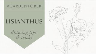 Gardentober Day 5 | Real time Flower Drawing Lisianthus