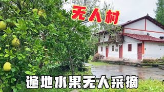 四川一无人村，楼房空着没人住，水果也无人采摘，这是咋回事儿？