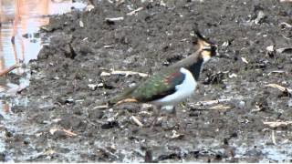 タゲリの捕食 Northern lapwing (Vanellus vanellus)