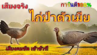 เสียงไก่ป่าตัวเมีย โครตหมานMedia Sound|ซุ่มยิง-Deathshot@SN-Deathshot