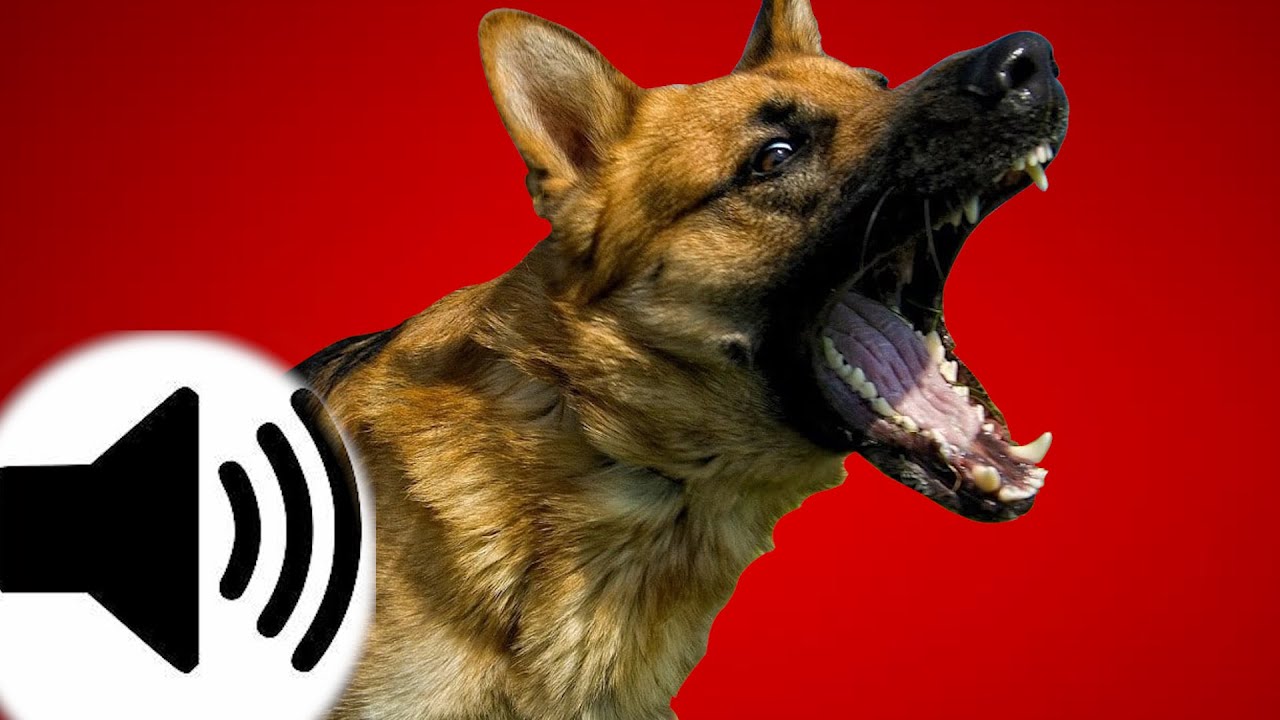 Dogs Barking Sound Effect Youtube