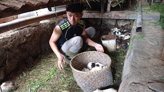 Panen Duit Duit Duit di Peternakan Kelinci dan Marmut Garut Jawa Barat