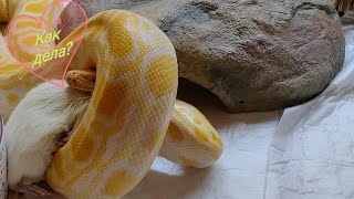 Мне помогает мой личный ассистент. Кормление тигрового питона. 🐍