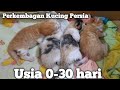 Pertumbuhan anak kucing usia 0-30 hari | perkembagan kucing Persia 0-1 bulan | Mandiri | Timmy