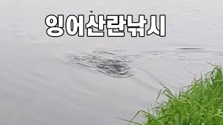 잉어산란낚시