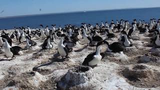 Cormoran Imperial Leucocarbo atriceps video