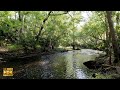 Calming Creek for Relaxation, Meditation & Sleep | Flowing Water Sounds | No Loop  - 4K HDR 60FPS