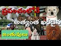 ప్రపంచంలో నే అత్యంత ఖరీదైన జంతువులు costly animals in the world allmixremix