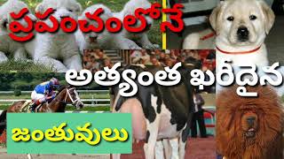 ప్రపంచంలో నే అత్యంత ఖరీదైన జంతువులు/ costly animals in the world/allmixremix