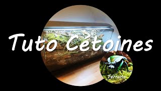 Installation d'un grand terrarium pour Cétoines 🪲🪲🪲