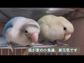 我が家の小桜インコとボタンインコ