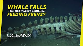 Whale Falls: The Deep Sea’s Largest Feeding Frenzy