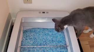 Bad buy - returned PetSafe ScoopFree Automatic SelfCleaning -Cats new toy is a litter box, NOOOO