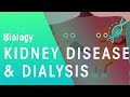 Kidney Disease and Dialysis | Health | Biology | FuseSchool