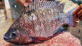 Incredible Tilapia Fish Cutting Skills Live In Bangladesh Fish Market | Fish Cutting Skills