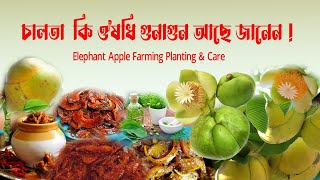 চালতা  কি ঔষধি গুনাগুন আছে জানেন #chalta Khane ke Fayde #Elephant Apple Farming Planting \u0026 Care