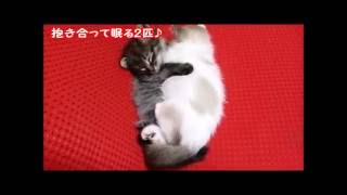 2匹になったちびにゃんず編【猫】ぎんじろぅとももこ。ちびにゃんず☆