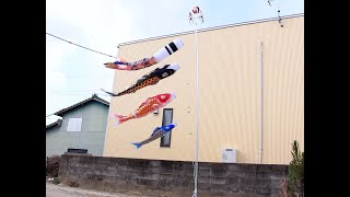 【🎏鯉のぼり】村上鯉　黄金 輝  鯉のぼり2ｍセット【泳がせてみた】