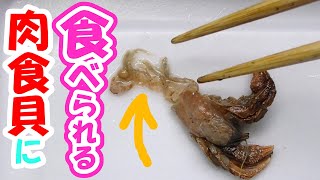 【閲覧注意】肉食貝が脱皮に失敗したヤドカリを食べちゃう！これが食物連鎖♪　　carnivorous shellfish　hermit crab　kerang karnivora　kelomang