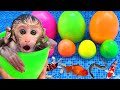 BonBon o Macaco come Sorvete de Frutas e nada com Ovos de Arco-íris Secretos - BonBon em Português