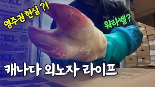 캐나다 워킹홀리데이 끝나고 영주권 준비! 영주권 막차 근무,일상 Vlog/캐나다 현실/캐나다 2년차/워킹홀리데이/워홀/캐나다워홀/캐나다영주권/LMIA/immigration /CA