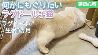 【猫初心者】何かにもぐりたい子猫【カバン、ビニール袋】