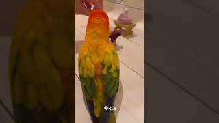 コガネメキシコインコの愛美『Thanks to you, Ami was able to turn 9 years old today🥳🎉』