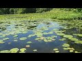 How to Keep Our River (and Lakes) Clean: Healthy Habitat