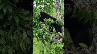 Cades Cove Bear In Tree        #smoky  #mountains  #bears  #cadescove