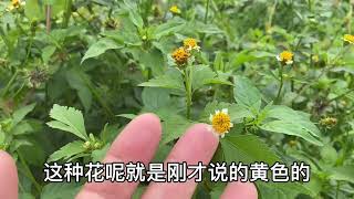 农村常见植物鬼针草煮水，原来它的价值那么高，很多人还不知道