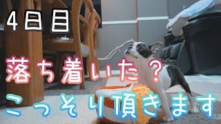 【4日目ver.3】生後二ヶ月半のボストンテリアの子犬の食べ残しをこっそり食べる先住犬の豆柴