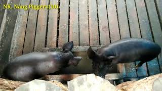 NK. Nang Piggery (26/8/23)