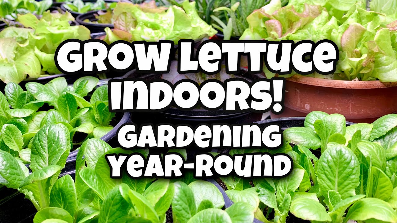 How To Grow Lettuce Indoors Gardening Year Round Planting A Z