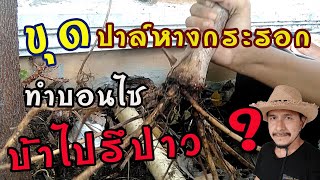 ขุดต้นปาล์มหางกระรอกมาลองทำบอนไซ จะรอดไหม