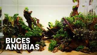 ANUBIAS Y BUCES 🌿☘️ | Garden Aqua