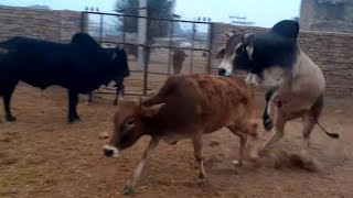 small cow!Big bull masti full enjoy sex video Animals lovers Rajasthan ##