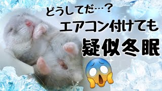 ハムスターを疑似冬眠させない方法