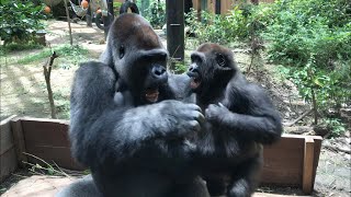 ゲンタロウを誘う優しい手⭐️ゴリラ(91)【京都市動物園】Gorilla      momotaro \u0026  gentaro