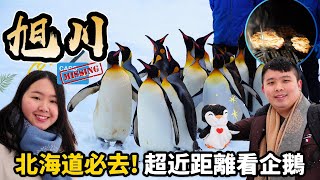 【北海道自由行2024】必去景點！企鵝散步零距離🐧？冬日限定日本旭川市旭山動物園❄️企鵝遊行攻略&北極熊餵食秀｜信用卡不見了感謝北海道警察👮🏻成吉思漢大黑屋😋｜日本4K VLOG momojoejoe