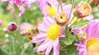 キクの花とセイヨウミツバチ