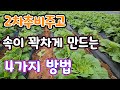 김장배추 2차추비후 결구 시작되면 이것 4가지만 잘해도 속이 곽찬 배추 만든다 황금배추