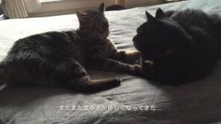 キジトラ、黒猫に突然の猫パンチTabby cat suddenly punched black cat!